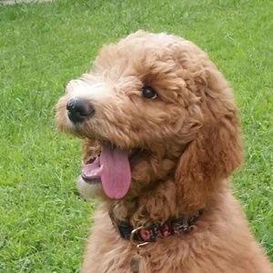 Meet your Posher, Tracie